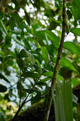 Chamaedorea pinnatifrons