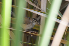 Cistothorus palustris