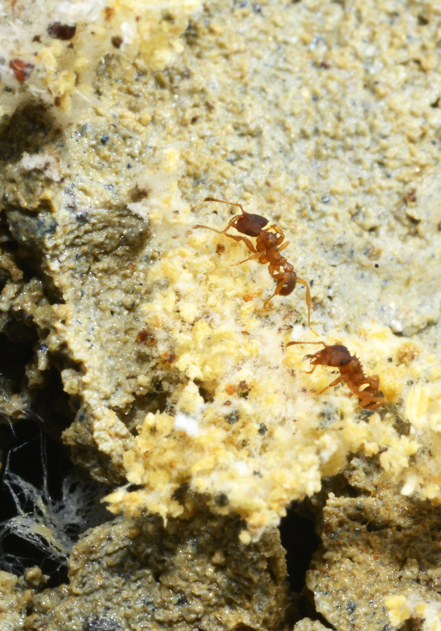 Mycocepurus goeldii