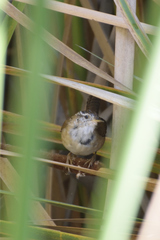 Cistothorus palustris