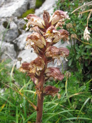 Orobanche reticulata