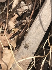 Menemerus semilimbatus