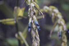 Puya sehuencasensis