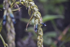 Puya sehuencasensis