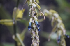 Puya sehuencasensis