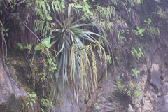 Puya sehuencasensis