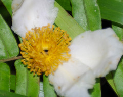 Actinidiaceae