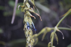 Puya sehuencasensis