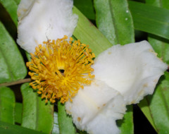 Actinidiaceae