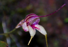 Masdevallia nidifica