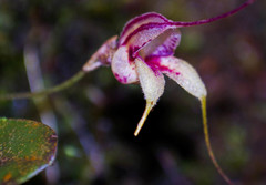 Masdevallia nidifica