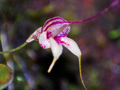 Masdevallia nidifica