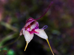 Masdevallia nidifica