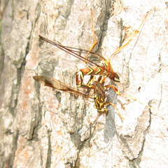 Megarhyssa macrurus