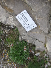 Erigeron glabratus