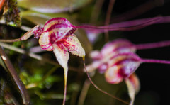 Masdevallia nidifica