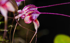 Masdevallia nidifica