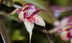 Masdevallia nidifica