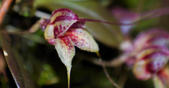 Masdevallia nidifica