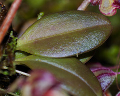 Masdevallia nidifica