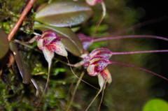 Masdevallia nidifica