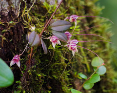 Masdevallia nidifica