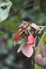 Pogonopus exsertus