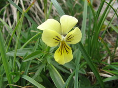 Viola lutea lutea