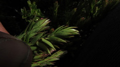 Disterigma empetrifolium