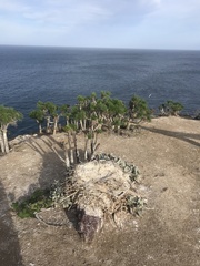 Pelecanus occidentalis