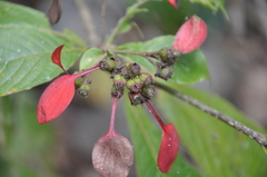 Pogonopus exsertus
