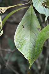 Pogonopus exsertus