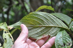Pogonopus exsertus