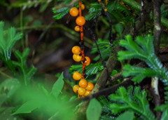 Chamaedorea pinnatifrons