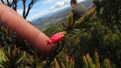 Disterigma empetrifolium