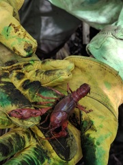 Procambarus geodytes