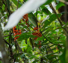 Chamaedorea pinnatifrons