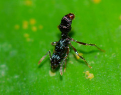 Holcoponera