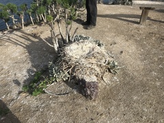 Pelecanus occidentalis