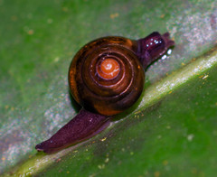 Euconulidae