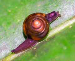 Euconulidae