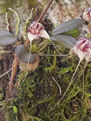 Masdevallia nidifica