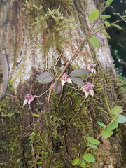 Masdevallia nidifica