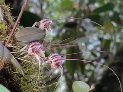 Masdevallia nidifica