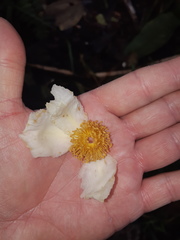 Actinidiaceae