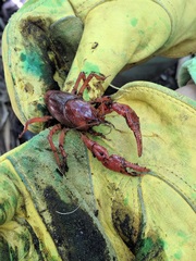 Procambarus geodytes