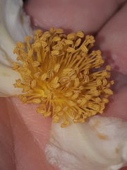 Actinidiaceae