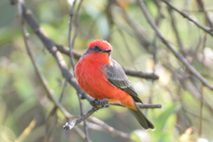 Pyrocephalus rubinus