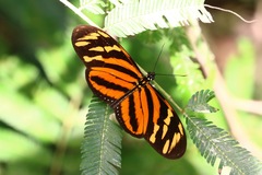 Eueides isabella eva