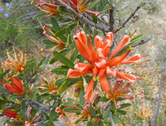 Lambertia